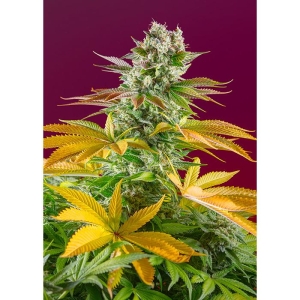 SWEET SEEDS - GORILLA GIRL F1 FAST VERSION® FEM (SWS86)