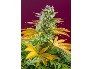 SWEET SEEDS - GORILLA GIRL F1 FAST VERSION® FEM (SWS86)