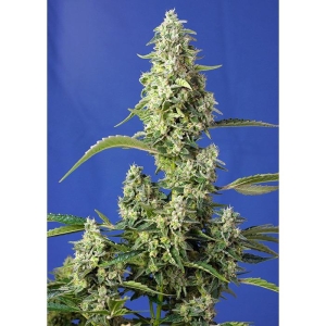 SWEET SEEDS - GORILLA GIRL XL AUTO®  FEM (SWGGXLAP3)