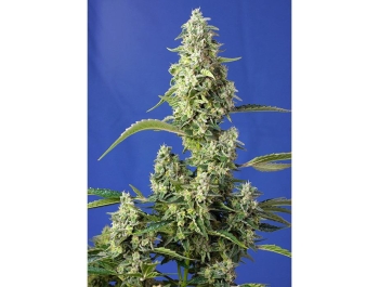 SWEET SEEDS - GORILLA GIRL XL AUTO®  FEM (SWGGXLAP3)