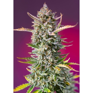 SWEET SEEDS - GORILLA SHERBET F1 FAST VERSION® FEM (SWS98)