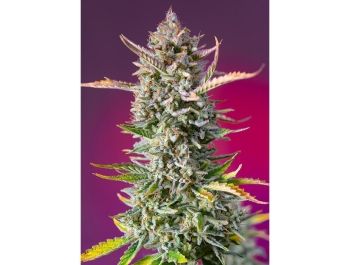 SWEET SEEDS - GORILLA SHERBET F1 FAST VERSION® FEM (SWS98)