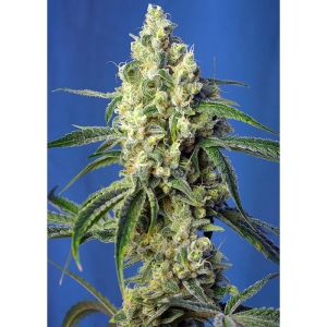 SWEET SEEDS - GREEN POISON CBD® FEM (SWS70) Disponible hasta fin de existencias