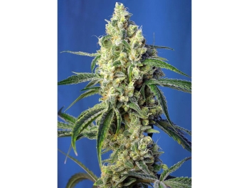SWEET SEEDS - GREEN POISON CBD® FEM (SWS70) Disponible hasta fin de existencias