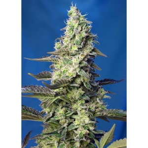SWEET SEEDS - GREEN POISON XL AUTO® FEM (SWS71)