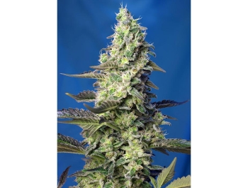 SWEET SEEDS - GREEN POISON XL AUTO® FEM (SWS71)