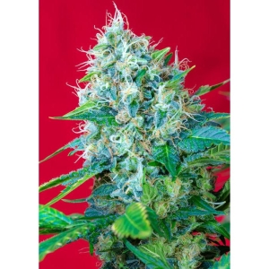 SEMILLAS DULCES - GREEN POISON® FEM (SWS14)
