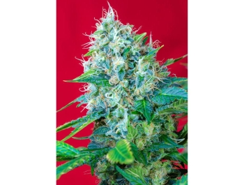 SEMILLAS DULCES - GREEN POISON® FEM (SWS14)