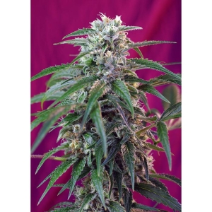 SWEET SEEDS - GREEN POISON AUTO® FEM (SWS30)