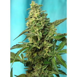 SWEET SEEDS - GREEN POISON F1 FAST VERSION® FEM (SWS41)