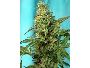 SWEET SEEDS - GREEN POISON F1 FAST VERSION® FEM (SWS41)