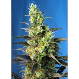 SWEET SEEDS - NYC DIESEL CBD® FEM (ex ICE COOL CBD® FEM)