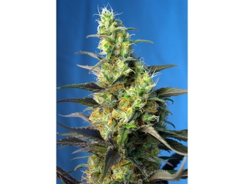 SWEET SEEDS - NYC DIESEL CBD® FEM (ex ICE COOL CBD® FEM)