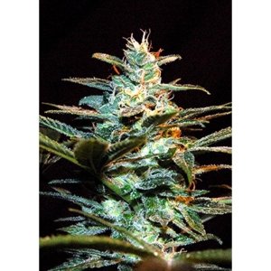 SWEET SEEDS - NYC DIESEL® FEM (SWS06) Disponibili fino a fine scorte