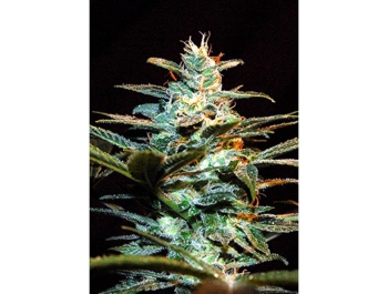 SWEET SEEDS - NYC DIESEL® FEM (SWS06) Disponibili fino a fine scorte
