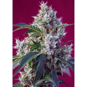 SWEET SEEDS - INDIGO BERRY KUSH® FEM (SWS63) Disponible hasta fin de existencias