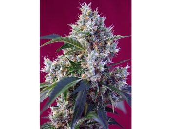 SWEET SEEDS - INDIGO BERRY KUSH® FEM (SWS63) Disponible hasta fin de existencias