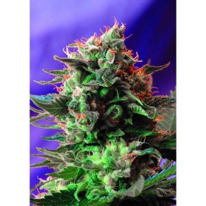 SEMILLAS DULCES - JACK 47® FEM (SWS08)