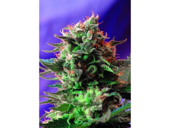 SEMILLAS DULCES - JACK 47® FEM (SWS08)