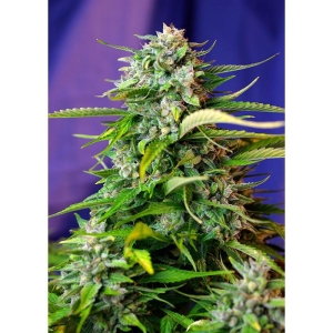 SWEET SEEDS - JACK 47 AUTO® FEM (SWS31) Disponible hasta fin de existencias