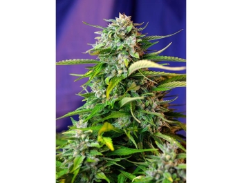 SWEET SEEDS - JACK 47 AUTO® FEM (SWS31) Disponible hasta fin de existencias