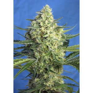 SWEET SEEDS - JACK 47 XL AUTO® FEM (SWS78)