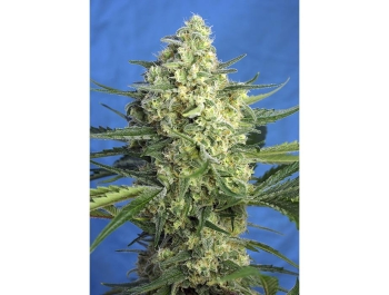 SWEET SEEDS - JACK 47 XL AUTO® FEM (SWS78)