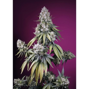 SWEET SEEDS - JEALOUSY Z XL AUTO® FEM (SWS108)
