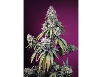 SWEET SEEDS - JEALOUSY Z XL AUTO® FEM (SWS108)
