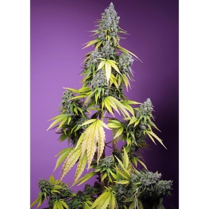 SWEET SEEDS - JET FUEL MANDARINE XL AUTO® FEM (SWS109)