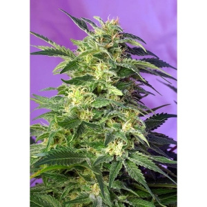 SWEET SEEDS - KILLER KUSH AUTO® FEM (SWS56)