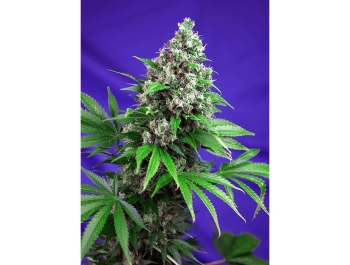 SWEET SEEDS - KILLER KUSH F1 FAST VERSION® FEM (SWS52)