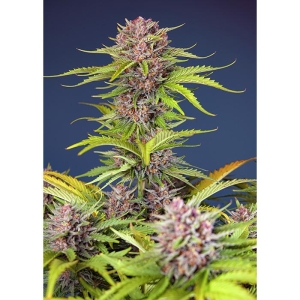 SWEET SEEDS - MIMOSA BRUCE BANNER XL AUTO® FEM (SWS101)
