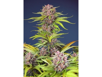 SWEET SEEDS - MIMOSA BRUCE BANNER XL AUTO® FEM (SWS101)