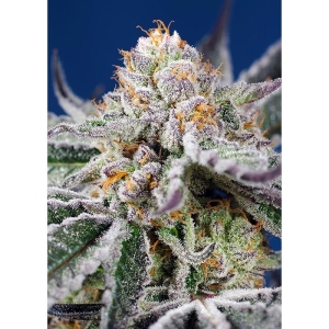 SWEET SEEDS - ORANGE APRICOT GLUE XL AUTO® FEM (SWS103)