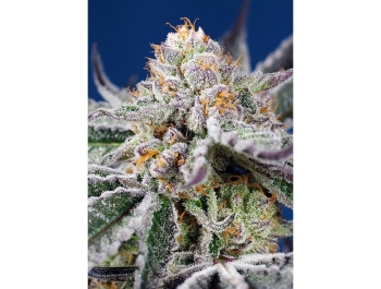 SWEET SEEDS - ORANGE APRICOT GLUE XL AUTO® FEM (SWS103)