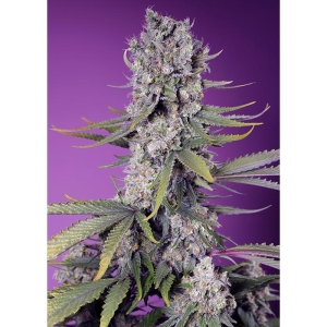 SWEET SEEDS - PAPAYA ZOAP F1 FAST VERSION® FEM (SWS111)