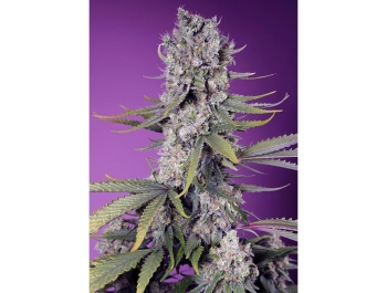 SWEET SEEDS - PAPAYA ZOAP F1 FAST VERSION® FEM (SWS111)