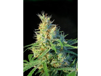 SWEET SEEDS - PSICODELICIA® FEM (SWS07)