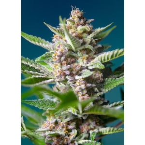 SWEET SEEDS - PURPLE PUNCH OG® FEM (SWS93)