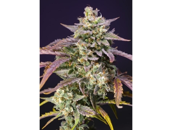 SWEET SEEDS - PURPLE PUNCH OG XL AUTO® FEM (SWS96)