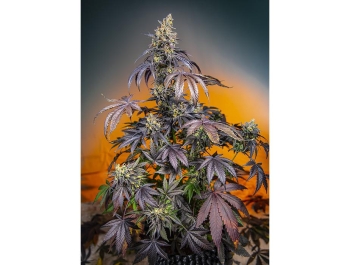 SWEET SEEDS - RED GORILLA GIRL XL AUTO® FEM (SWS89)