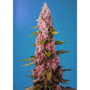 SWEET SEEDS - RED HOT COOKIES® FEM (SWRHCP3)