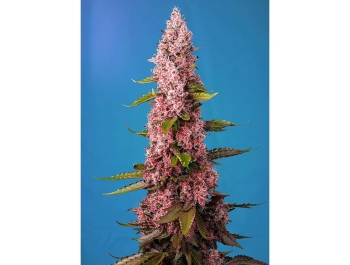 SWEET SEEDS - RED HOT COOKIES® FEM (SWRHCP3)
