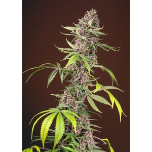 SWEET SEEDS - RED MANDARINE F1 FAST VERSION® FEM (SWS52)