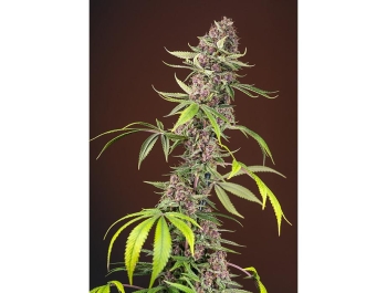 SWEET SEEDS - RED MANDARINE F1 FAST VERSION® FEM (SWS52)
