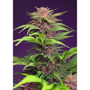 SWEET SEEDS - RED MIMOSA XL AUTO® FEM (SWS104)