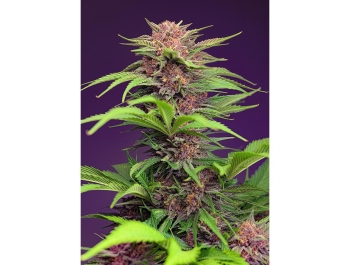 SWEET SEEDS - RED MIMOSA XL AUTO® FEM (SWS104)