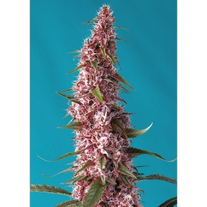SWEET SEEDS - RED PURE AUTO CBD® FEM (SWRPACP3)