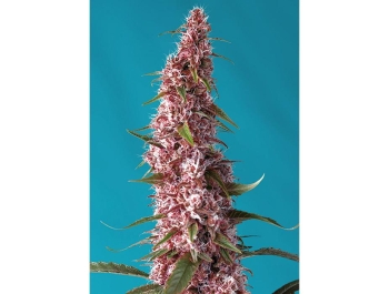 SWEET SEEDS - RED PURE AUTO CBD® FEM (SWRPACP3)
